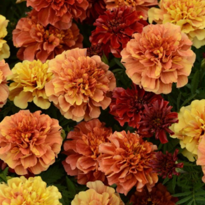 French Marigold - Strawberry Blonde 100 Seeds