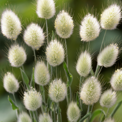 Grass - Bunny Tails 100 Seeds