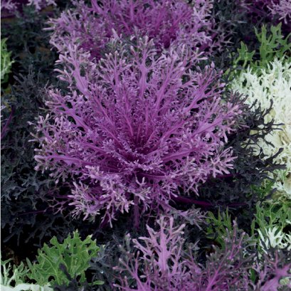 Cabbage Ornamental PeaCock red