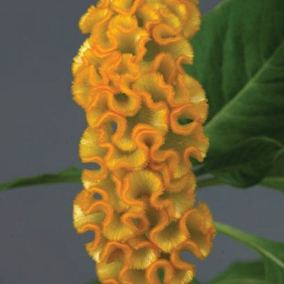 Celosia Cristata Gold