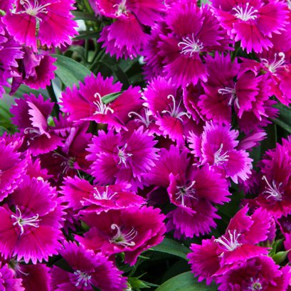 Dianthus Interspecific Tiny Star Purple