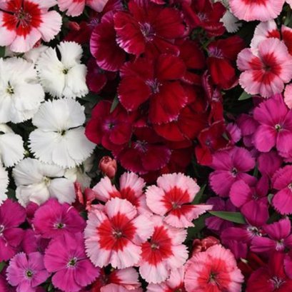 Dianthus Chinensis - Coronet 100 Seeds