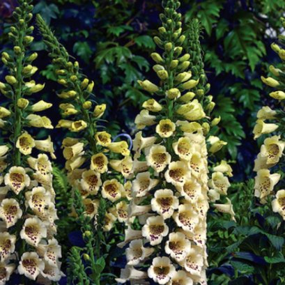 Digitalis Camelot Cream