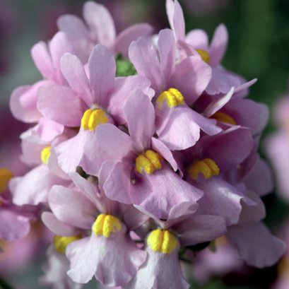 Nemesia - Seventh Heaven 100 Seed