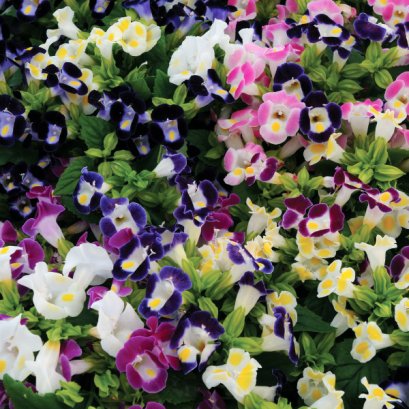 Torenia -  Kauai 100 Seeds