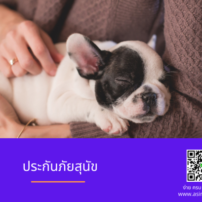 DOG Insurance - ประกันภัยสุนัข