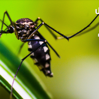 ประกันยุง