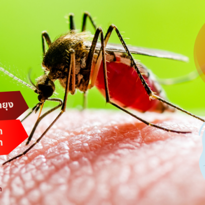 ประกันภัยไข้เลือดออก และประกันภัยโรคจากยุง