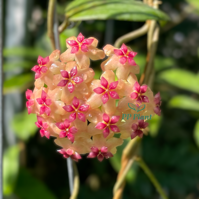 Hoya elmeri (splash leaves) - ppplant