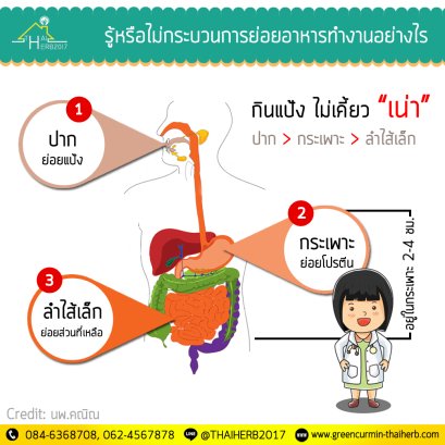 มาพูดคุยเจาะลึกเกี่ยวกับอวัยวะหลัก 3 ส่วนนี้กัน ปาก, กระเพาะอาหาร และสุดท้ายลำไส้เล็ก