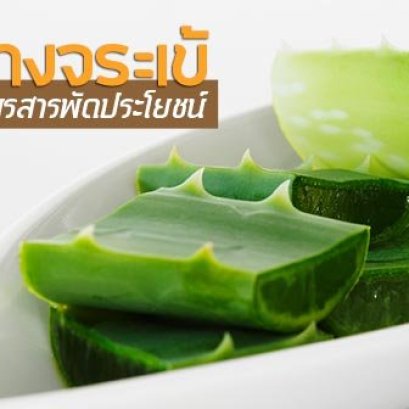 ว่านหางจระเข้ สมุนไพรสารพัดประโยชน์