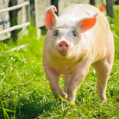 ความแตกต่างระหว่าง เนื้อหมูปลอดสาร , เนื้อหมูอนามัย และ เนื้อหมูเลี้ยงแบบปล่อยทุ่งของสามพรานฟาร์ม