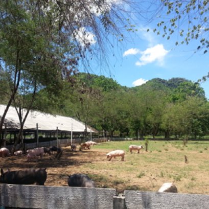 ลูกค้า โบราณ อาหารไทย และ The opposite 