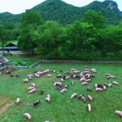 คุณบุคและคุณไทท์ เยี่ยมฟาร์มหมูอารมณ์ดี รายการ Foodwork