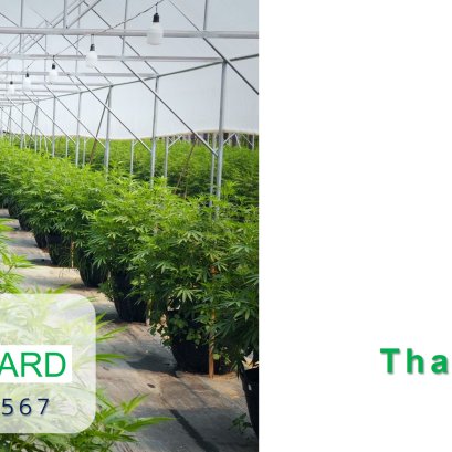 บริษัทไทย ซีบีจี  จำกัด ได้รับมาตรฐาน Thailand cannabis GACP จากกรมการแพทย์แผนไทยและการแพทย์ทางเลือก กระทรวงสาธารณสุข
