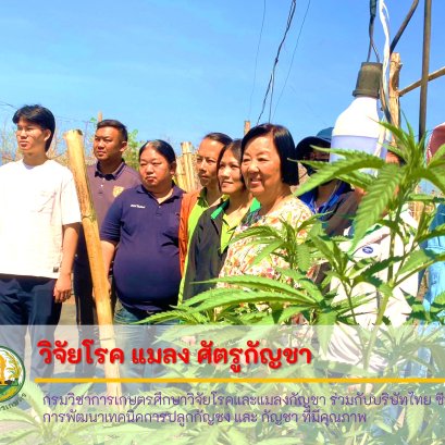 กรมวิชาการเกษตรศึกษาวิจัยโรคและแมลงกัญชา  ร่วมกับบริษัท ไทย ซีบีจี จำกัด