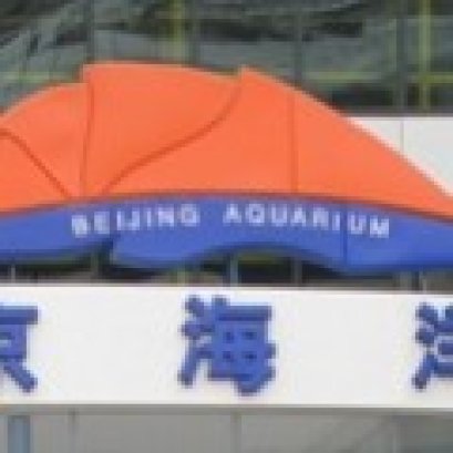 พาเที่ยว พิพิธพันธ์สัตว์น้ำ ปักกิ่ง Beijing Haiyangguan (Beijing Aquarium)