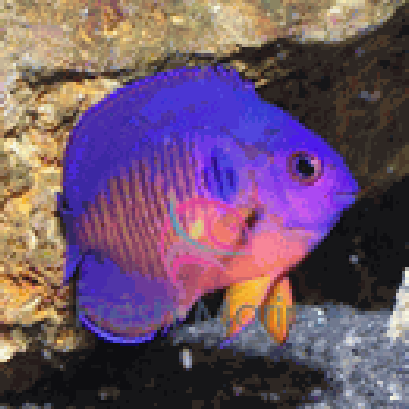 ปลาหมอม่วง