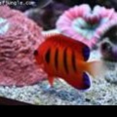 เฟรมแองเจิล