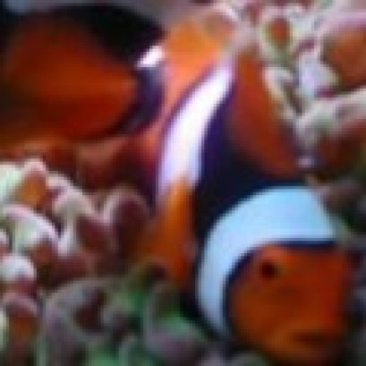 ปลาการ์ตูนเพอร์คูล่า