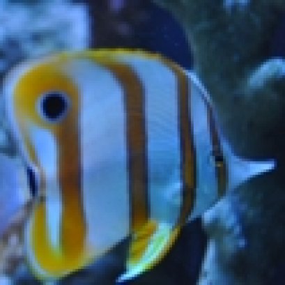 สูตร อาหาร HOME MADE สำหรับ ตู้ปลาทะเล