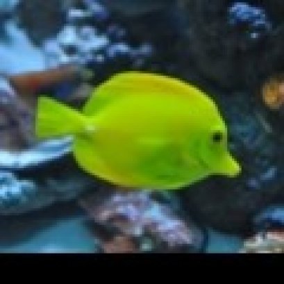 ปลาเยลโล่แทงค์