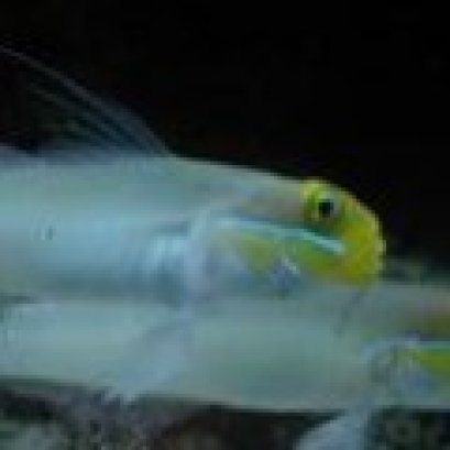 ปลาโกบี้อมทรายแก้มฟ้า