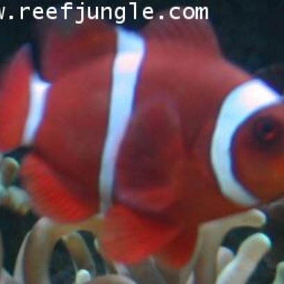 ปลาการ์ตูนแดง