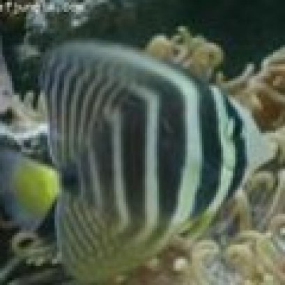 ปลาเบบี้แทงค์