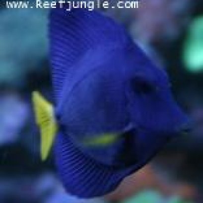 ปลาเพอเพิลแทงค์