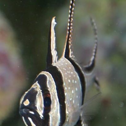 ปลาคาร์ดินัล ปลาอมไข่