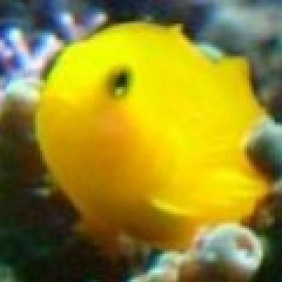 ปลาแก้วปะการัง