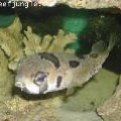 ปลาปักเป้าหนาม