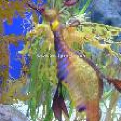 สัตว์เลี้ยง...ม้าน้ำ