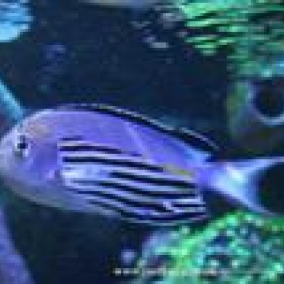 วาตานาเบ้ แองเจิล Genicanthus watanabei โคยคุณวาตานาเบ้ แองเจิล