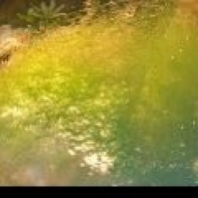 ฟอสเฟส VS สาหร่ายที่ไม่พึงประสงค์