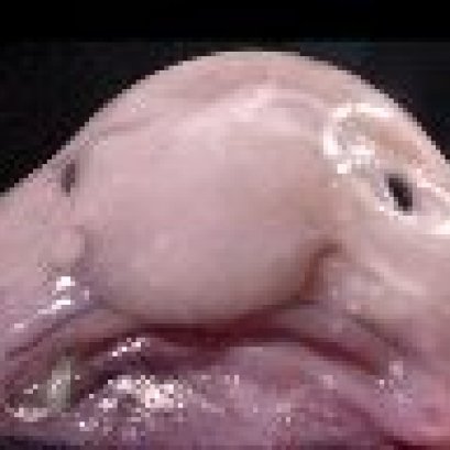 ปลาหน้าตาประหลาด มีครีบคล้ายมือและเท้า หน้าตาคล้ายจะบอกข่าวร้ายอยู่ตลอดเวลา