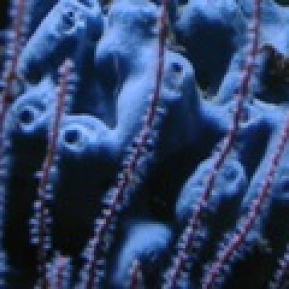 เชื่อหรือไม่ มนุษย์สืบเชื้อสายมาจากฟองน้ำใต้ทะเล มากกว่า ลิง