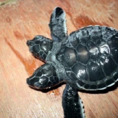 ทัพเรือ...โชว์เต่าน้อยสองหัว