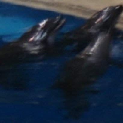 ปลาโลมา ยังมีการลักลอบซื้อขายในประเทศไทยราคาราว 3-5หมื่น