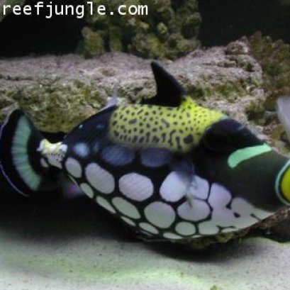 คลาวทริ๊กเกอร์ Clown Triggerfish