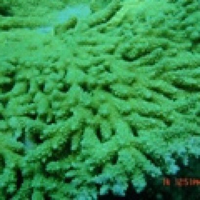 สั่งปิดจุดดำน้ำ 7 จุด ฟื้นฟูปะการัง