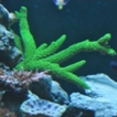 เพาะพันธุ์ ปะการัง แบบอาศับเพศ วิธีใหม่เพื่อฟื้นฟูท้องทะเลไทย