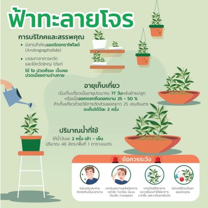 วิธีปลูกฟ้าทะลายโจร วิธีดูแลฟ้าทะลายโจร