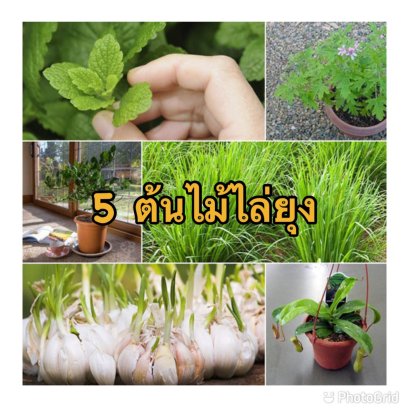 5 ต้นไม้ไล่ยุง ต้นไม้กันยุงได้