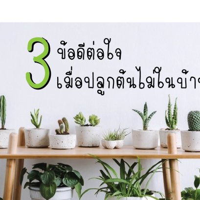 3ข้อดีต่อใจเมื่อปลูกต้นไม้ในบ้าน