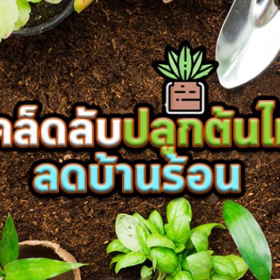 วิธีลดปัญหา บ้านร้อนอย่างถูกต้องด้วยการปลูกต้นไม้ที่เหมาะสม