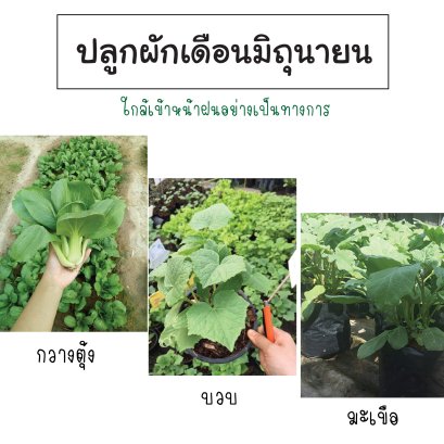 ผักที่ควรปลูกเดือนมิถุนายน