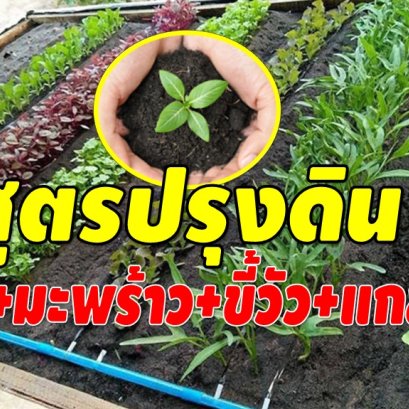 สูตรผสมดิน สำหรับปลูกต้นไม้ ปลูกผักสวนครัว