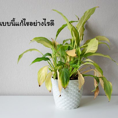 ใบไม้แห้ง เกิดจากสาเหตุอะไร มีวิธีแก้ไขอย่างไร